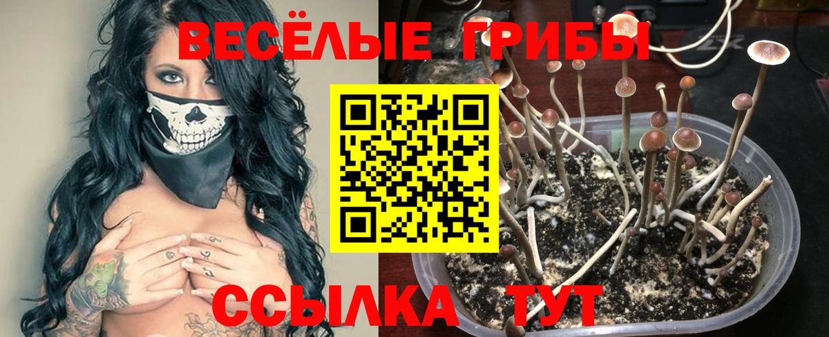 продажа наркотиков  Вход с VPN  Усть-Кут  Галлюциногенные грибы GOLDEN TEACHER 